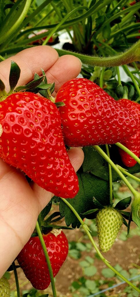 492090451_999059008995659_4913283982219169878_n